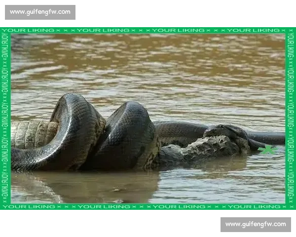 鳄鱼vs巨蟒终极对决谁才是湿地霸主全解析生存法则深度剖析